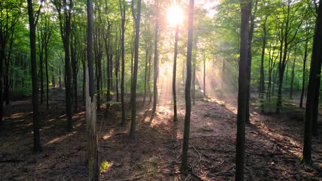 golden yellow morning forest sunbeams through thin trees