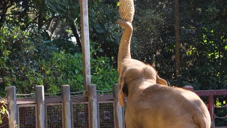 elephant reaching for food with trunk