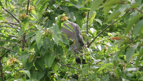 Wild-wood-pigeon-sitting-perched-high-up-in-a-sycamore-tree-in-the-UK-countryside