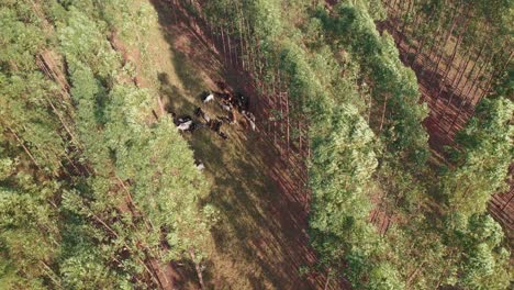 vista aerea del ganado en el sistema integrado lavoura, ganado, bosque-1