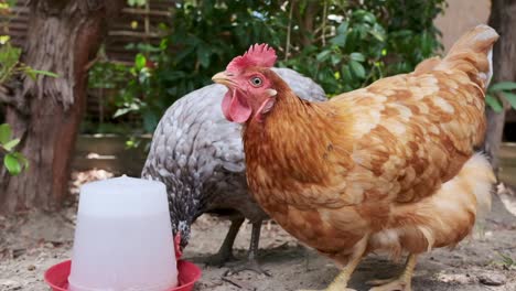 Zwei-Hühner-Aus-Freilandhaltung-Trinken-Wasser,-Um-An-Einem-Heißen-Tag-Hydriert-Zu-Bleiben