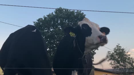 Retrato-De-Una-Vaca-Pastando-En-Un-Prado-En-Un-Campo-Italiano-A-Fines-Del-Verano