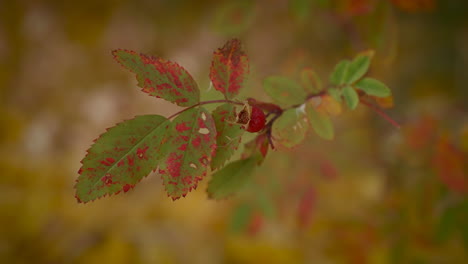 Wood-Rose-Leaves-With-Rose-Hip-In-Autumn-Colors