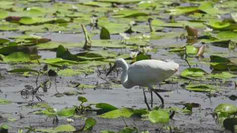 Weißreiher-Fängt-Fische-Im-Teich-Mit-Seerosenblättern