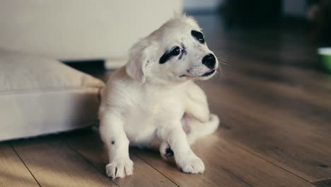 Beautiful-white-puppy-scratching-herself