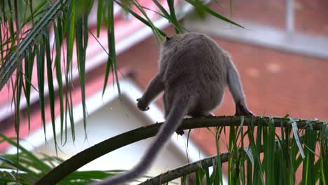 close up shot capturing a wild crab-eating macaque or long tailed macaque, macaca fascicularis make a jump from one frond to another on an oil palm tree in the housing neighborhood