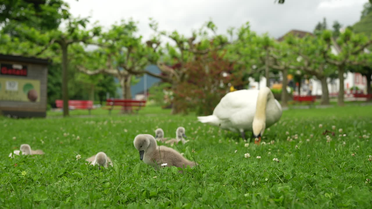 A parent swan watches over its fluffy cygnets in a peaceful green park near Lake Walensee, Switzerland. Springtime nature scene with soft light and family bonding