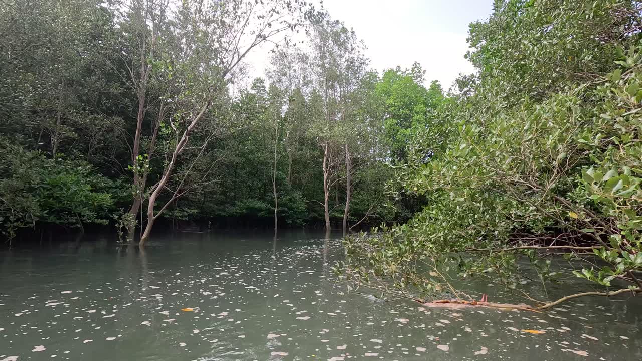 A camera glides smoothly along a calm river surrounded by dense mangrove trees in Ko Phayam, Thailand, under soft natural daylight