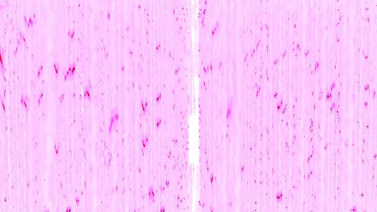 3D animovaná blikající třpytivá světelná show s hypnotickým vzorovaným tunelem a kroutícími se dynamickými vizuálními efekty pohybové grafiky s abstraktním digitálním designovým pozadím v růžové, bílé a červené barvě