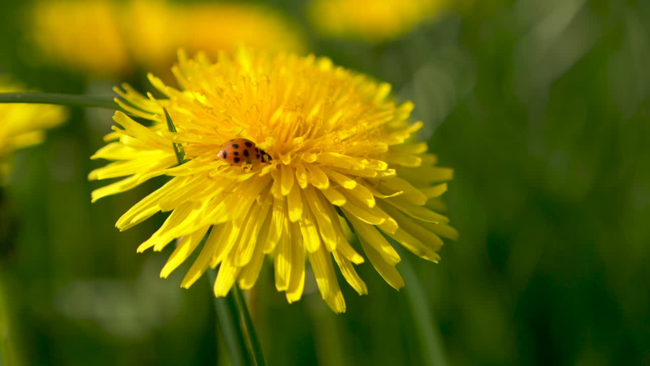 Inquadratura media di una coccinella su un fiore di dente di leone.