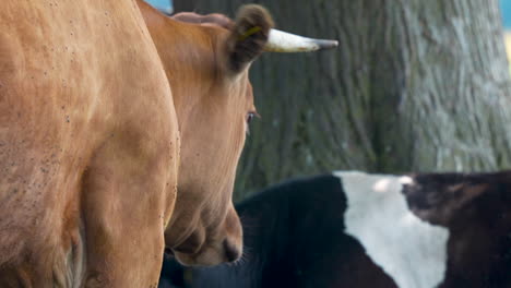 Seitenprofil-Einer-Braunen-Kuh-Mit-Fliegen-Auf-Dem-Fell,-Die-Auf-Einem-Feld-Steht,-Während-Im-Hintergrund-Andere-Kühe-Unscharf-Sind