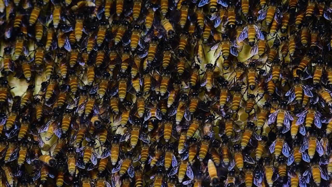 se sabe que las abejas melíferas gigantes construyen grandes colonias de nidos con bolsillos simétricos hechos de cera para almacenar miel como fuente de alimento.