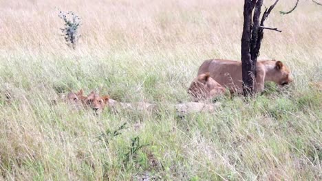 Static-shot-of-multiple-lionesses-lying-down-under-the-shade-of-a-large-tree