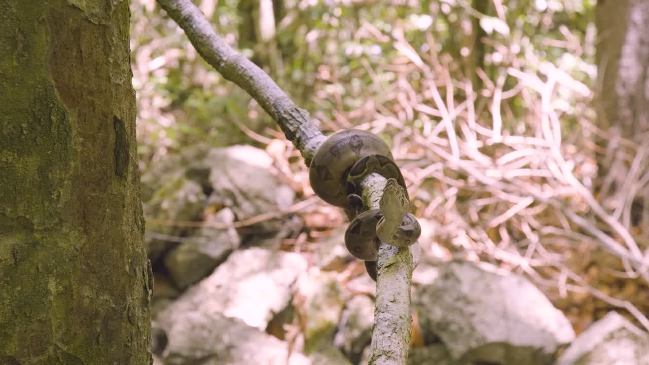 A boa constrictor wrapped tightly around a tree branch in its natural jungle habitat. Shot in daylight with shallow depth of field, showing detailed snake patterns and tropical environment