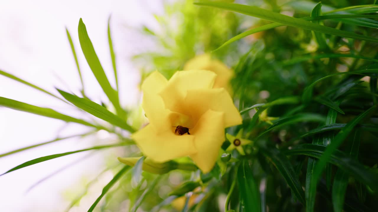 Primo piano di un piccolo insetto dentro un fiore giallo