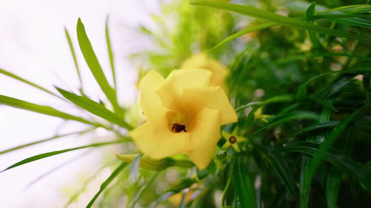 Close-up of a Small Insect Inside a Yellow Flower
