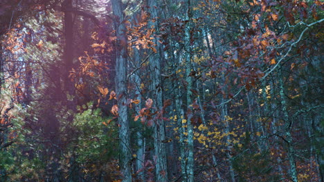 Wald-Im-Herbst-Mit-Bunten-Blättern