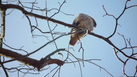 Blick-Von-Unten-Auf-Einen-Rotschwanzbussard,-Der-Oben-Auf-Einem-Ast-Sitzt