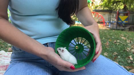 mujer sosteniendo un hámster en sus manos, con una rueda de hámster cerca