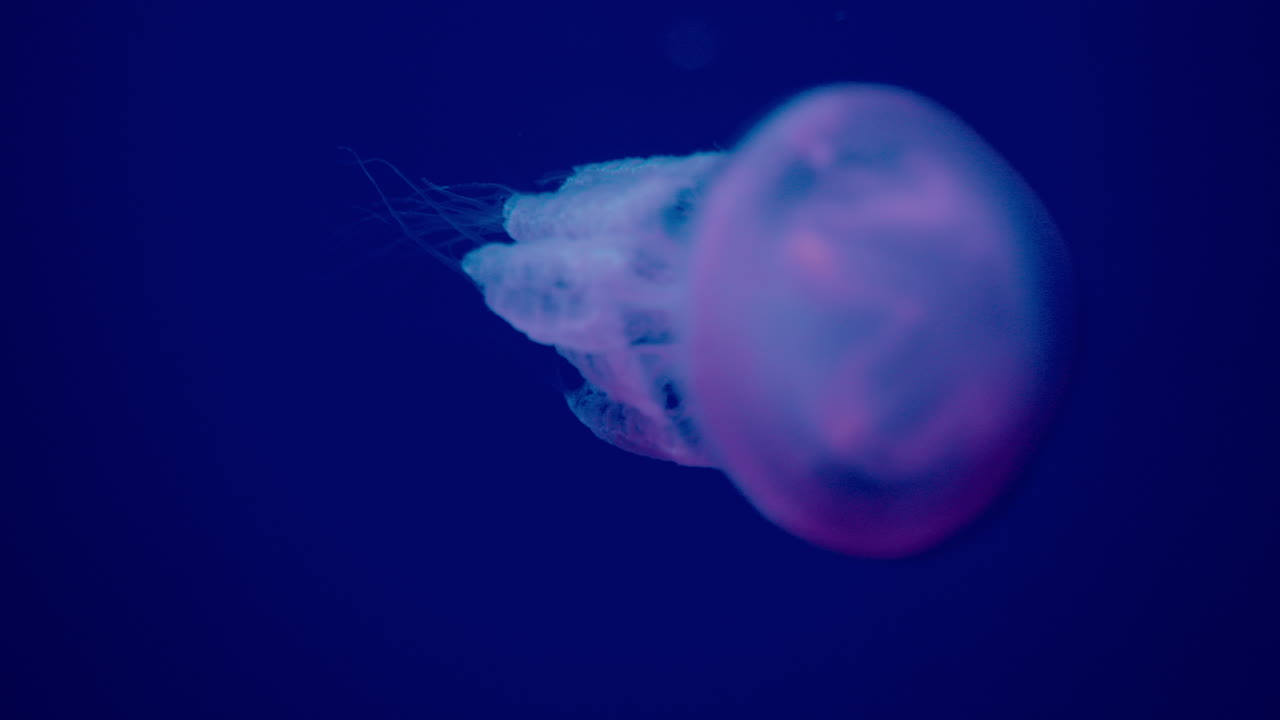 깊은 바다의 수달