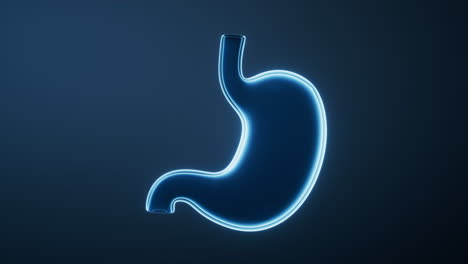 loop animation of transparent blue stomach, 3d rendering.