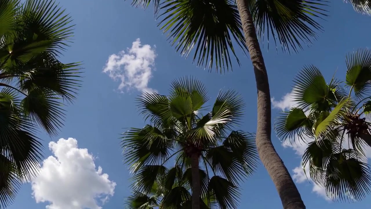 Palmeras tropicales meciéndose contra un cielo azul con nubes blancas