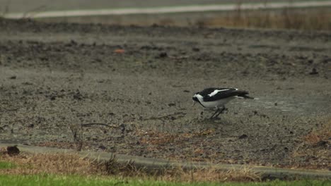 magpie-lark pecking foraging walking on gravel driveway in the rain, overcast daytime maffra, gippsland, victoria, australia
