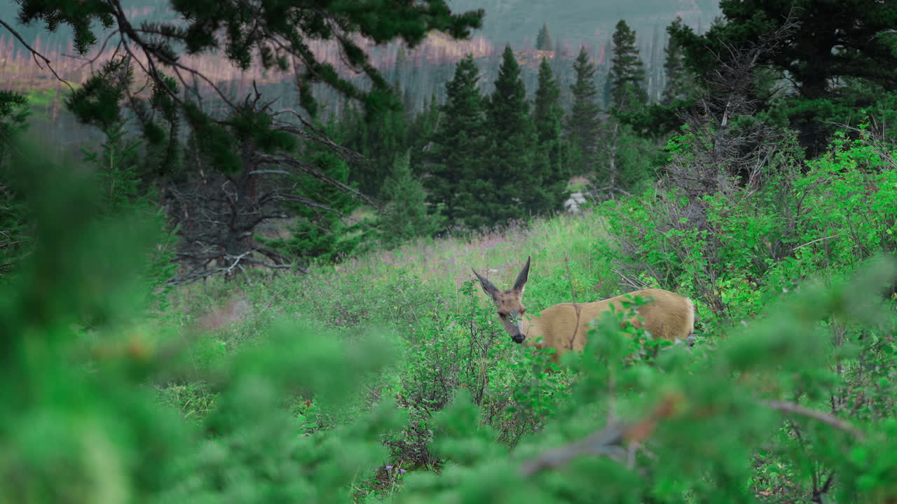 Calm deer grazing in a lush forest clearing, peaceful and serene mood