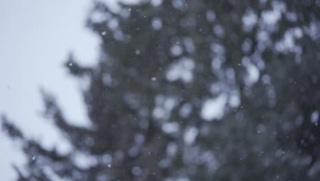 slow motion of white snow falling down peacefully, in a forest