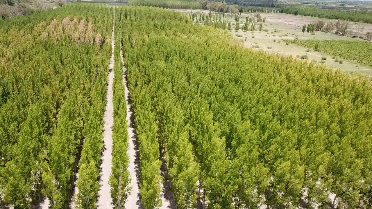 Kunstmatig bos in Mendoza Wine Country, Argentinië. Luchtfoto van bomenrijen bij wijngaarden
