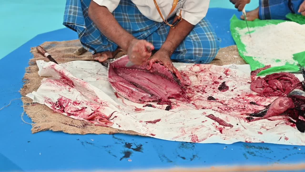 An Arab fisherman cut the tuna fish to preserve and store it