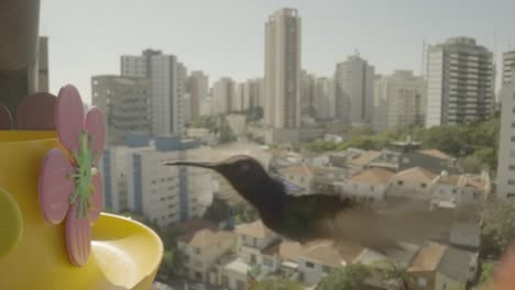 hummingbird spotting a drinking fountain in the city