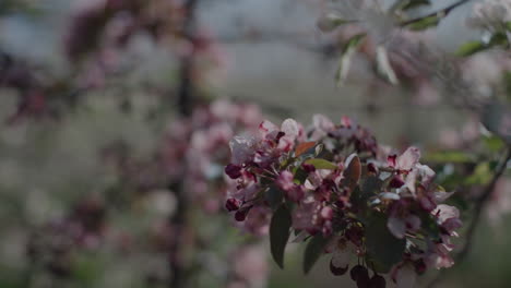 Pink-Flower-Blossoms--in-Tree