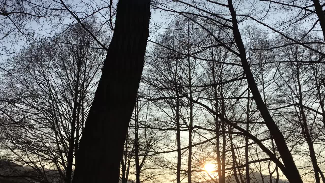 이른 봄 시즌, 일몰에서 오는 아름다운 빛과 함께 숲길을 걷다