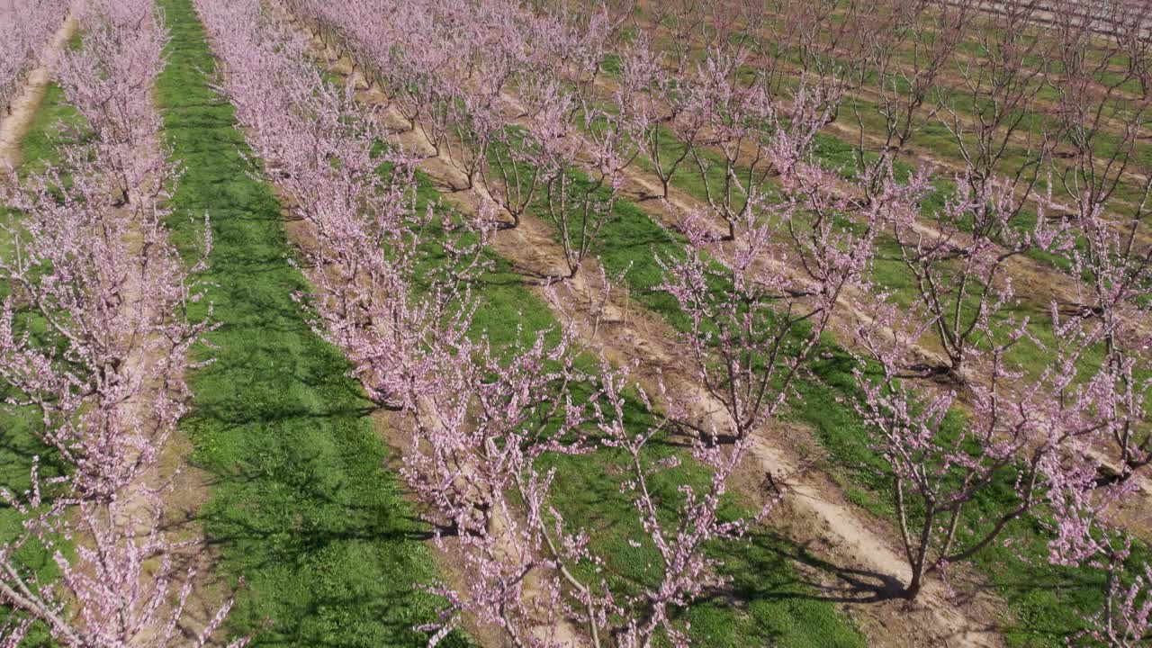 Volo diagonale sopra una fattoria agricola con peschi in fiore rosa simmetrici. Alberi rosa e viola in fiore in una giornata primaverile.