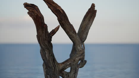 driftwood on a beach with the ocean in the background