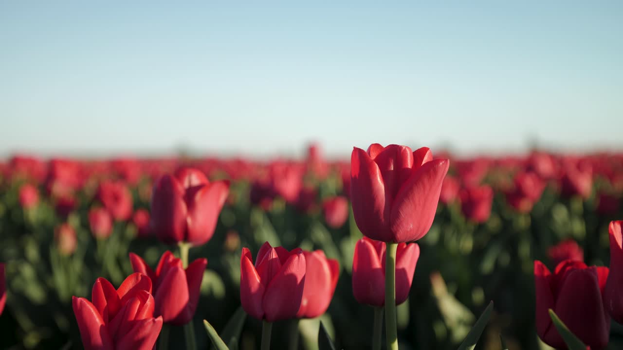 Primo piano di tulipano rosso in un campo di fiori in fiore