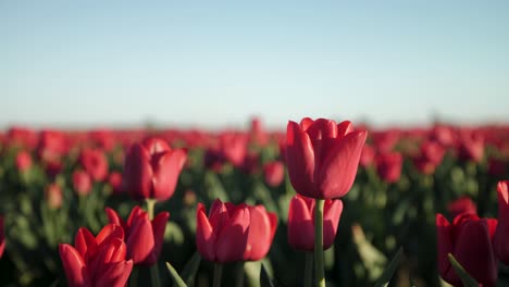 cerca de tulipán rojo en un campo de flores en flor