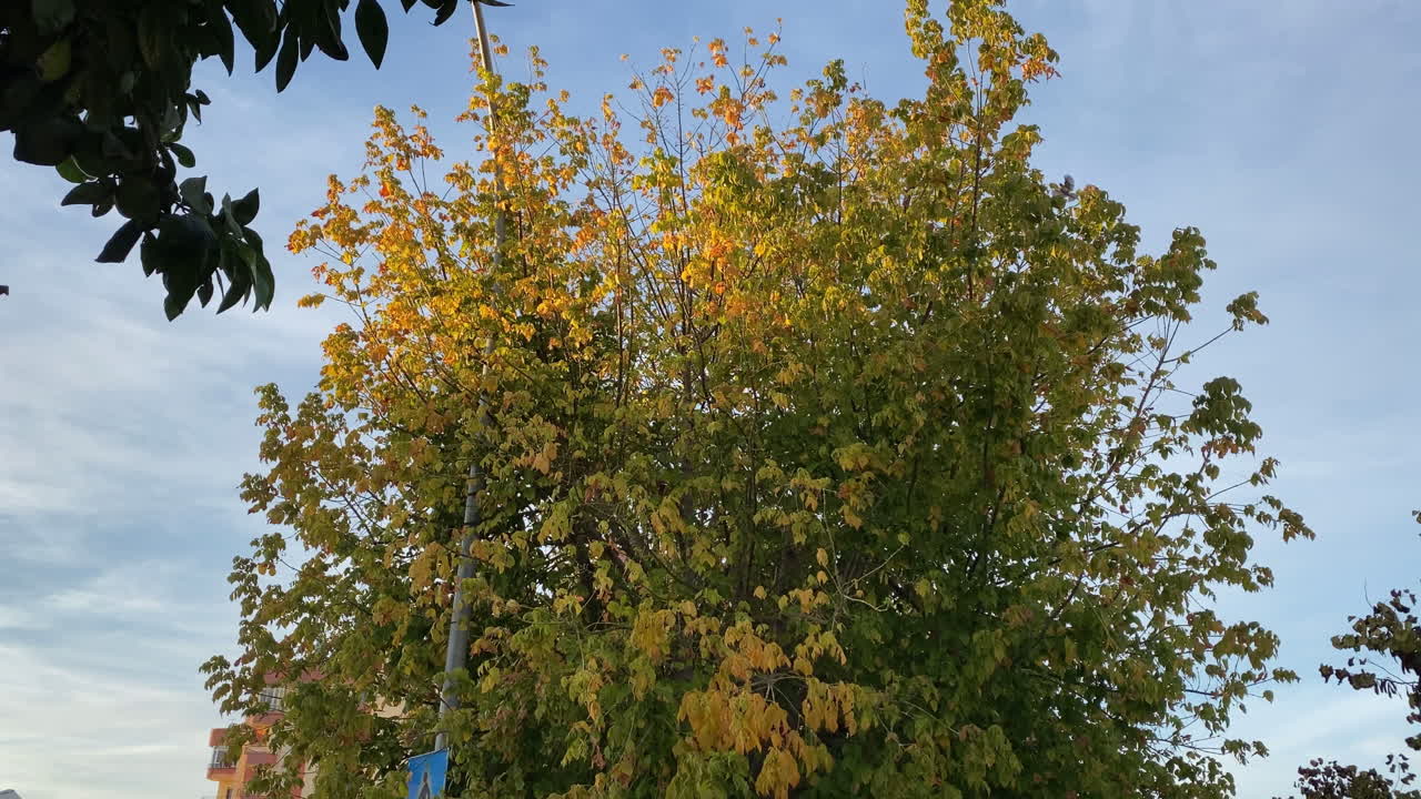 a Golden light touches the autumn leaves of a city tree in Sanlucar de Barrameda against a soft evening sky