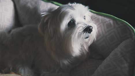 Toma-De-Mano-De-Un-Lindo-Perro-Maltés-Despertando-En-La-Mañana