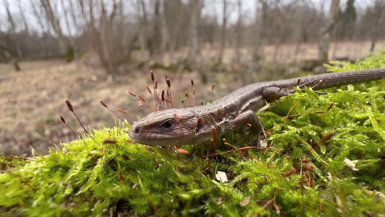 Common lizard (Zootoca vivipara) starts slowly moving on a mossy tree trunk. Estonia.