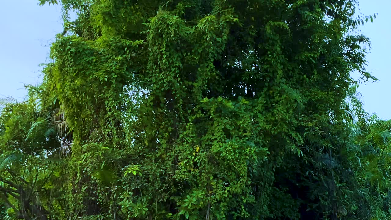 Jungle trees with hanging vines in Sundarban mangrove forest. Calamus tenuis plants