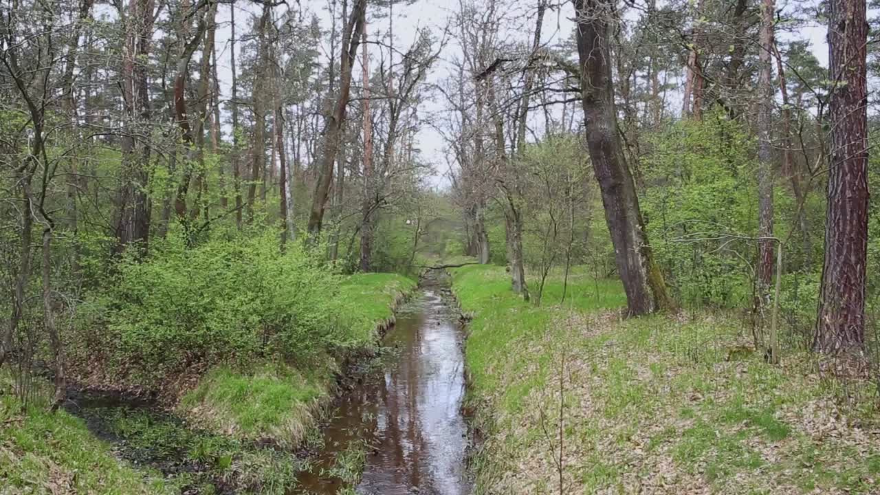 el agua de la corriente perezosa fluye tranquilamente a través del paisaje verde del bosque primaveral