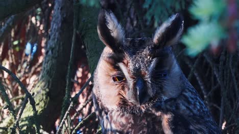 Blick-Auf-Die-Waldohreule-Mutter,-Die-Auf-Einem-Ast-Thront-Und-Sich-Umschaut