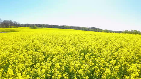 Sweeping-rapeseed-fields-under-a-vast-blue-sky,-tranquil-rural-scene