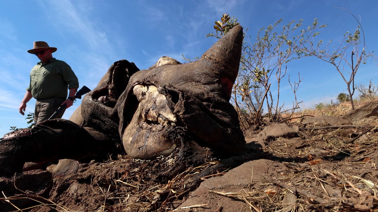 Guarda florestal armado antifurtivismo a inspecionar um rinoceronte morto na selva africana