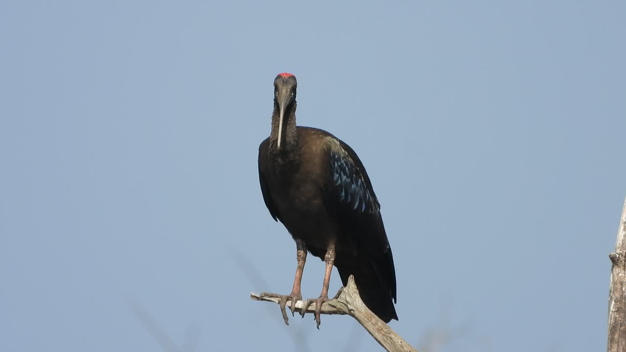hermosos ibis de cuello rojo en el árbol