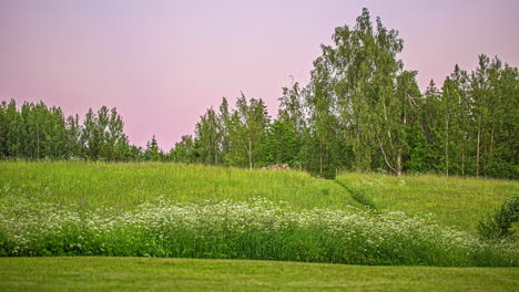 time-lapse of midsummer party at green meadow with campfire and people