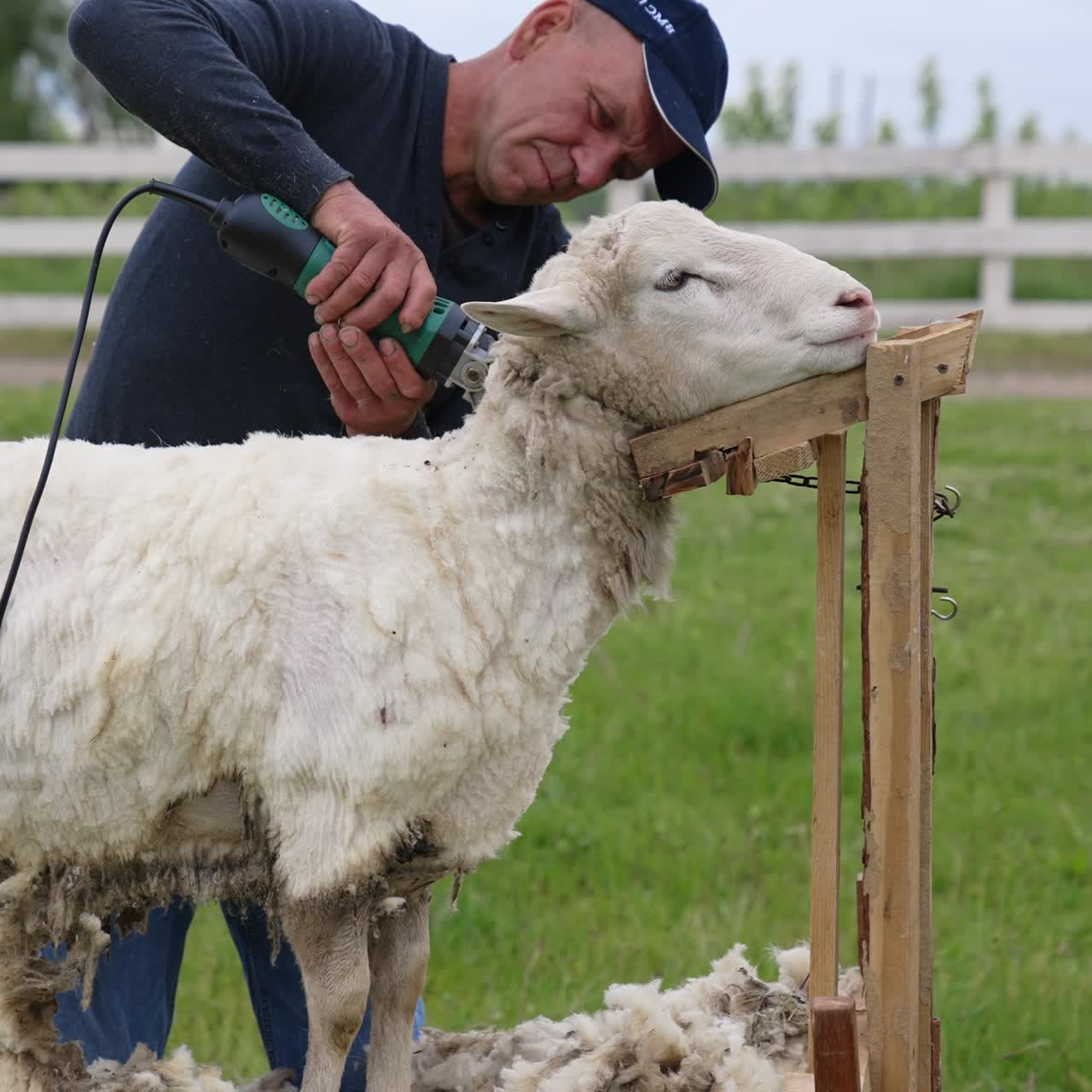 Sheep shearing on farm. Sheep standing calm while farmer shearing its wool outdoors. Agricultural procedure for production of wool fleece