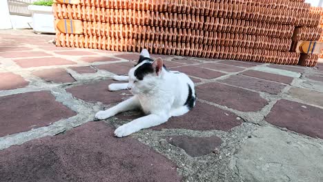 a cat lounging on temple grounds in bangkok